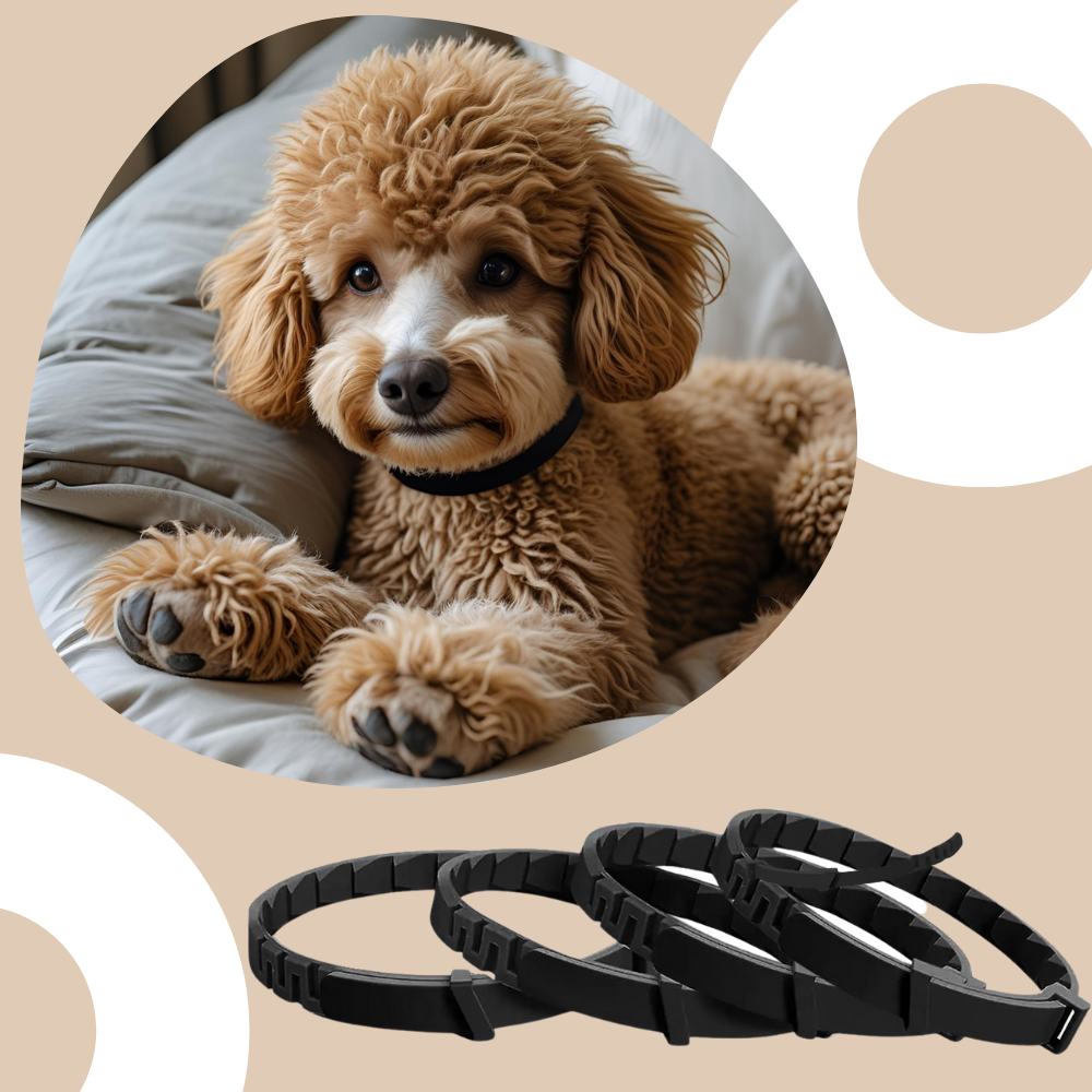 Beruhigendes Hundehalsband