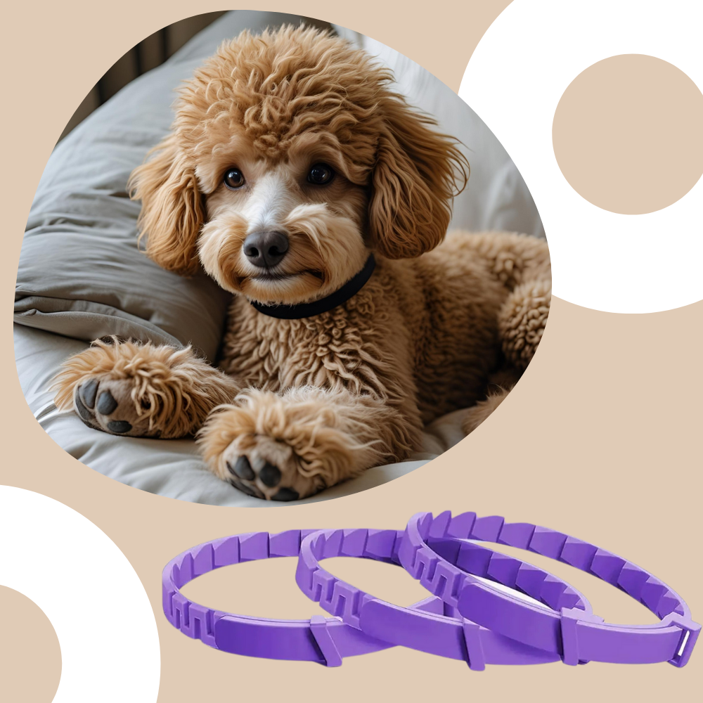 Beruhigendes Hundehalsband