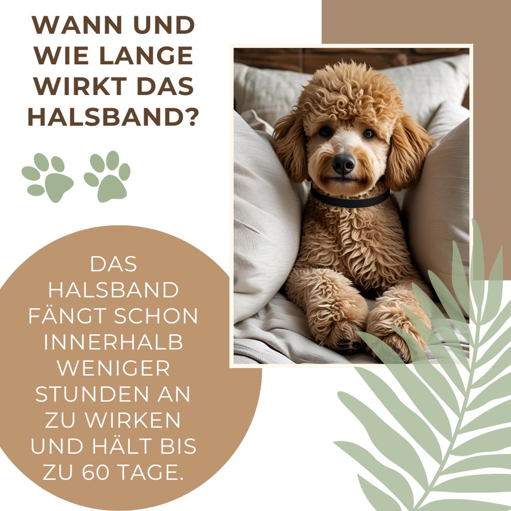 Beruhigendes Hundehalsband
