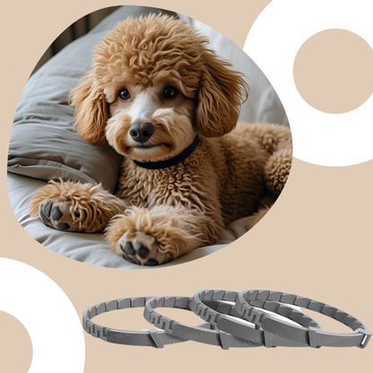 Beruhigendes Hundehalsband